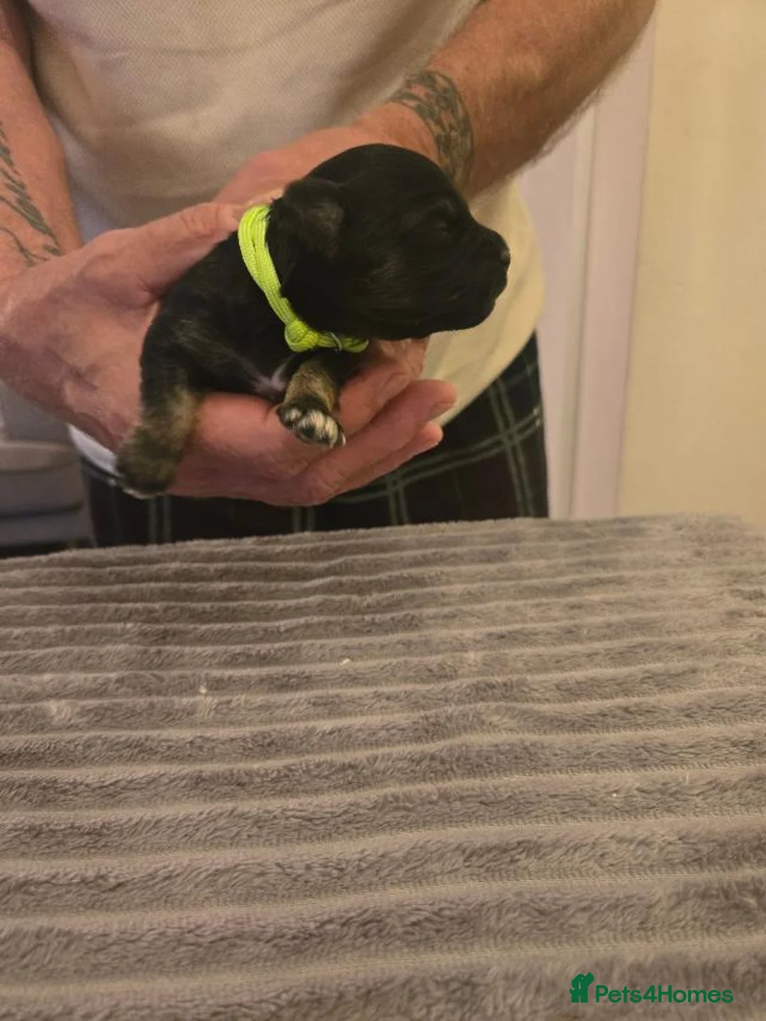 Mixed Breed dogs for sale: Adorable puppies for sale in Banbury - Advert 2