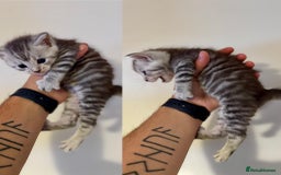 Mixed Breed cats for sale: 5 beautiful kitten looking for their forever homes - Image 4