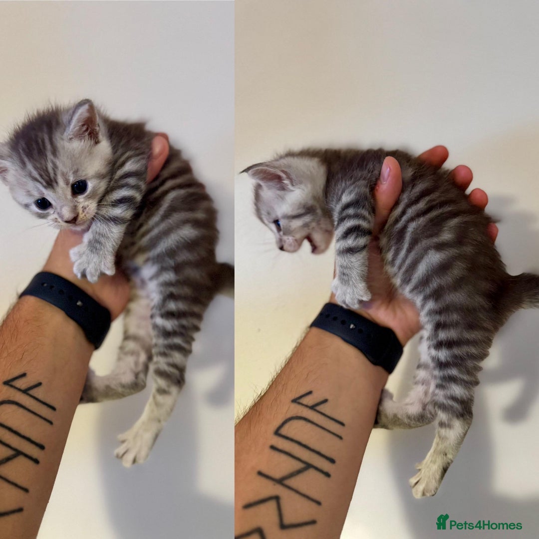 Mixed Breed cats for sale: 5 beautiful kitten looking for their forever homes - Image 4