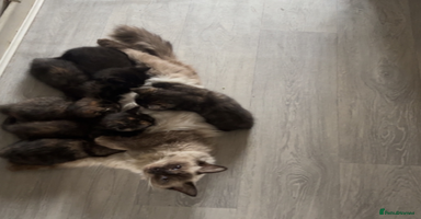 Ragdoll cats - Advert 12