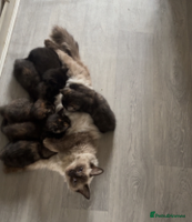 Ragdoll cats - Advert 1
