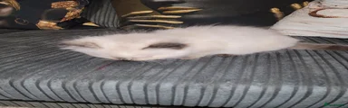 Ragdoll 4