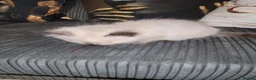 Ragdoll cats for sale: 💗 BEAUTIFUL RAGDOLL KITTENS – 2 GIRLS & 2 BOYS 💗 - Advert 9