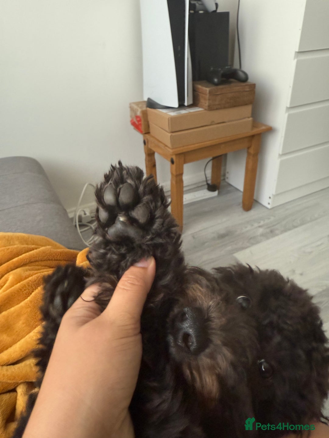 Cockapoo dogs for sale: Make cockerpoo - Image 2