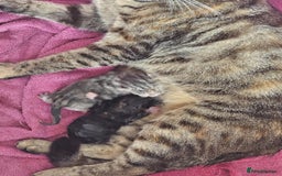 British Shorthair cats for sale: 4 stunning tabby cats  - Image 1