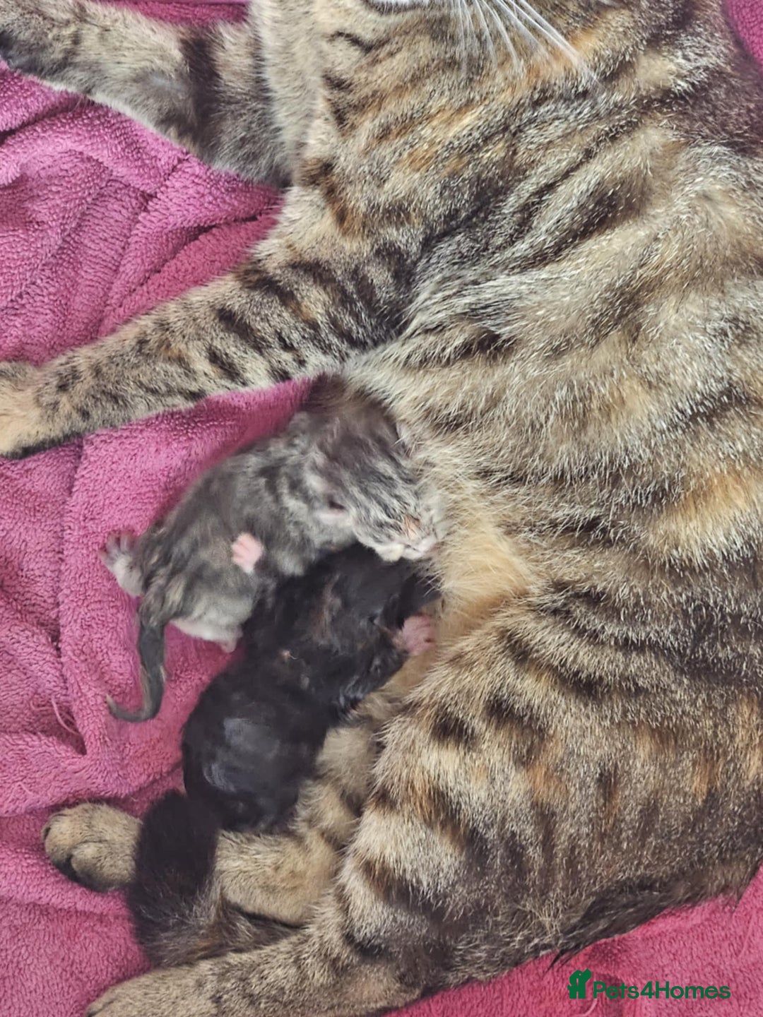 British Shorthair cats for sale: 4 stunning tabby cats  - Image 1