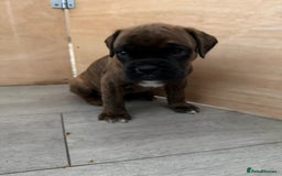 Boxer dogs for sale: Boxer pups looking for forever homes 🐶❤️ - Image 7
