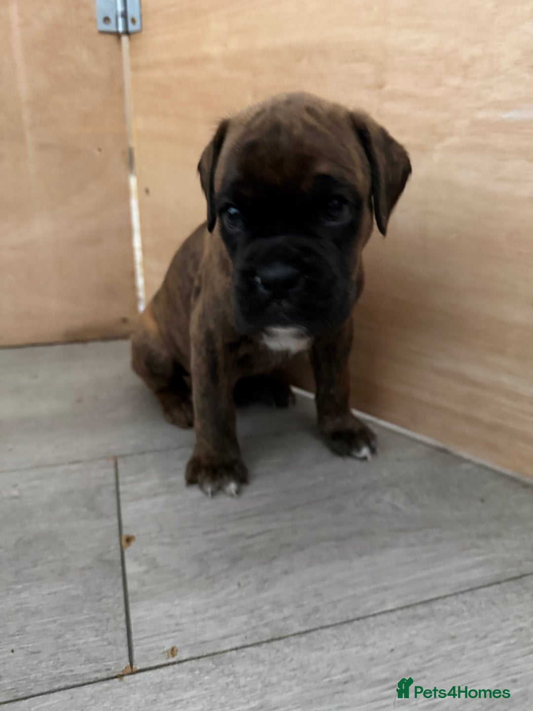 Boxer dogs for sale: Boxer pups looking for forever homes 🐶❤️ - Image 7