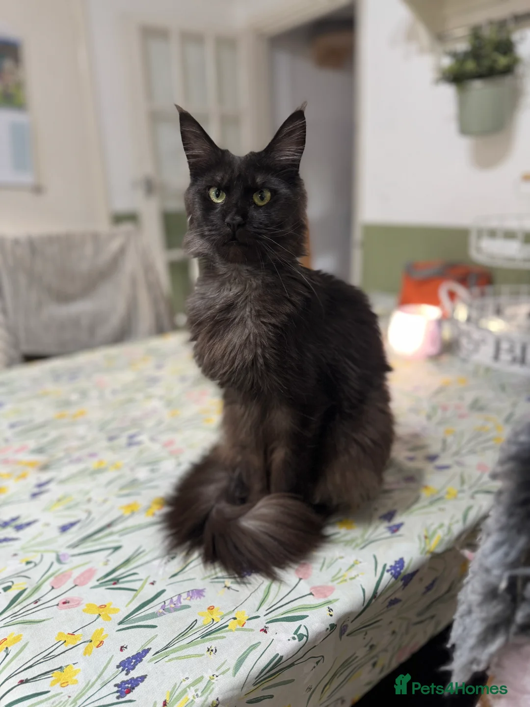 Maine Coon cats for sale: 3yo Maine Coon proven queen available.  - Advert 2