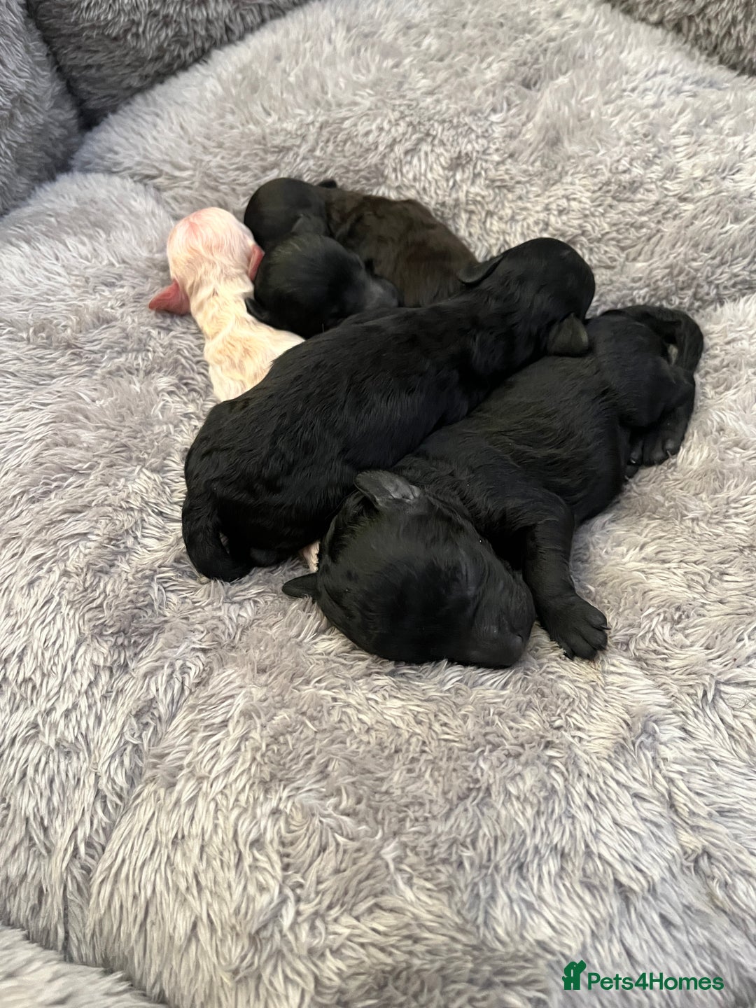 Toy Poodle dogs for sale: Beautiful toy poodle puppies  - Image 3