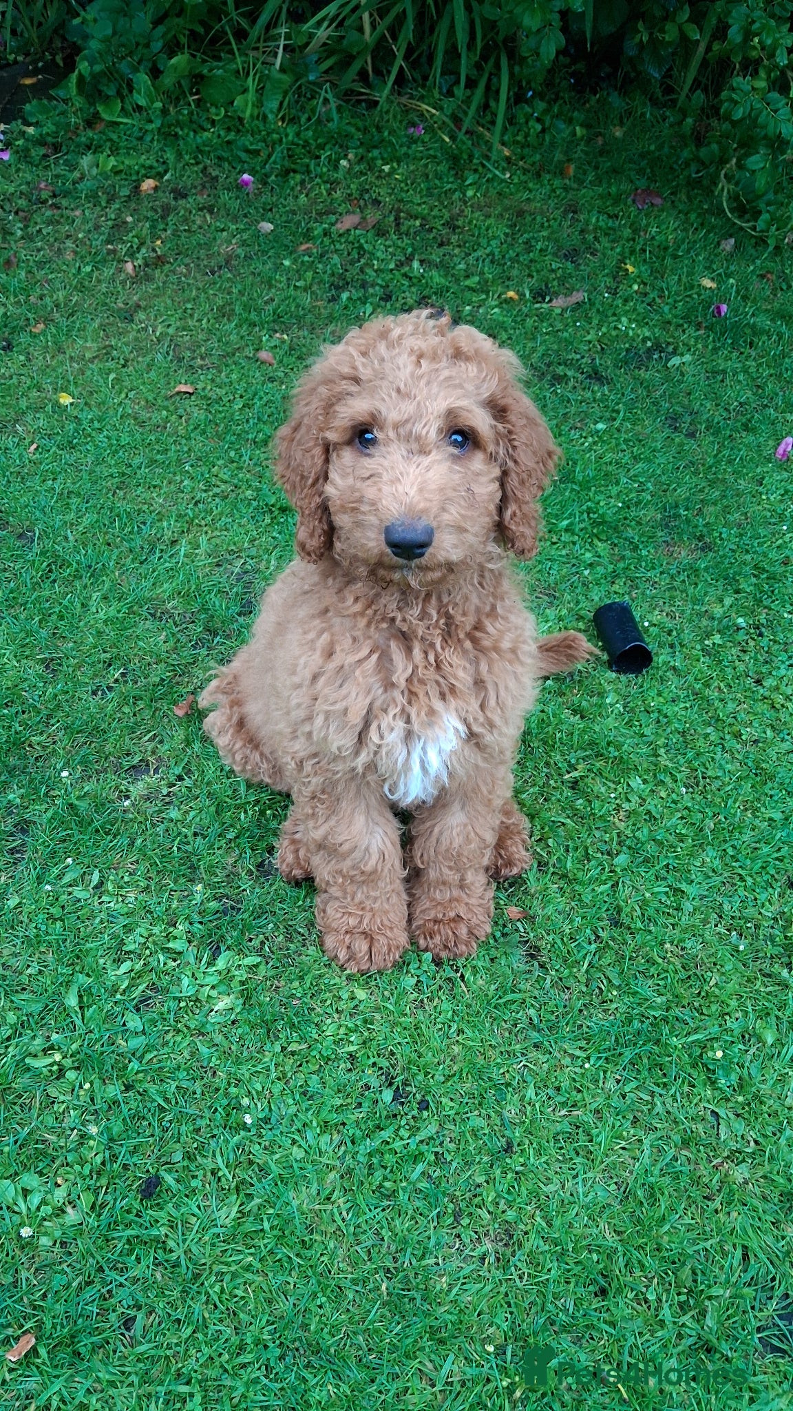 Mixed Breed dogs 1 Gorgeous Aussidoodle wanting to be re-homed  - Advert 1