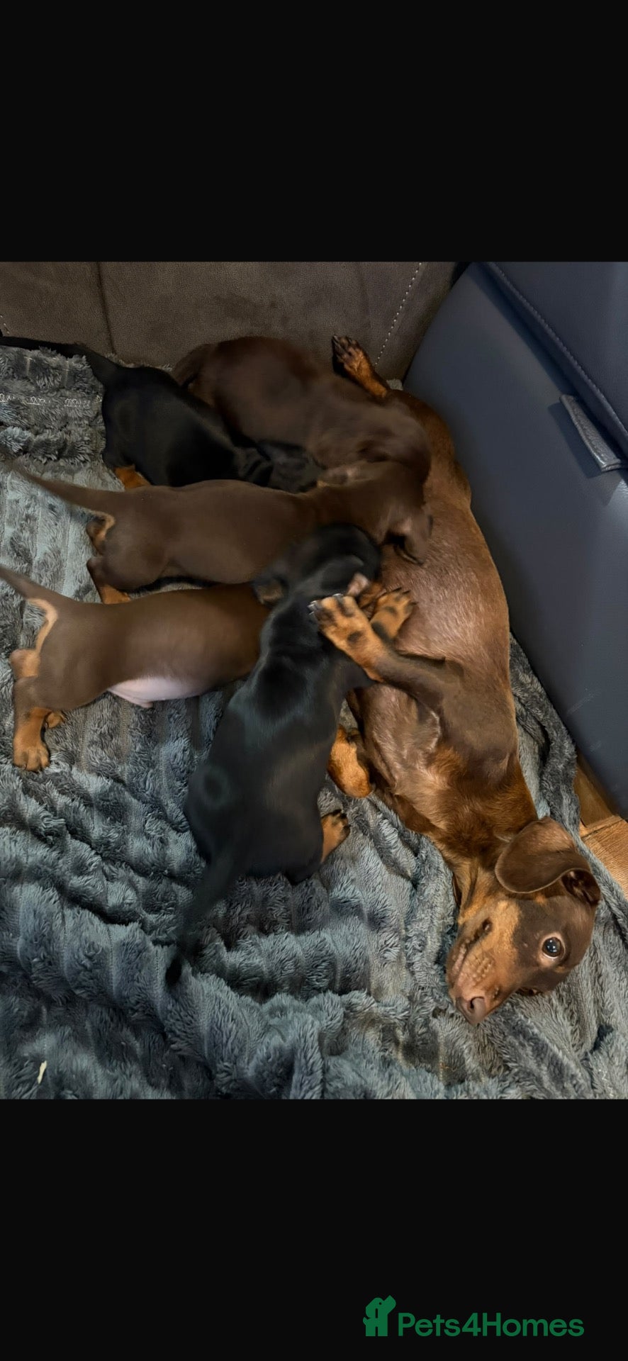 Miniature Dachshund dogs Miniature Dashounds  - Advert 1