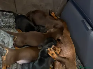 Miniature Dachshund dogs Miniature Dashounds - Advert 6