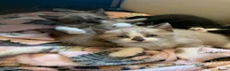 Mixed Breed cats for sale: Half sphynx half British shorthair kittens  in Crawley - Advert 5