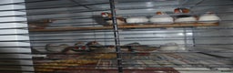 Finches birds for sale: Zebra finches for sale - Advert 4