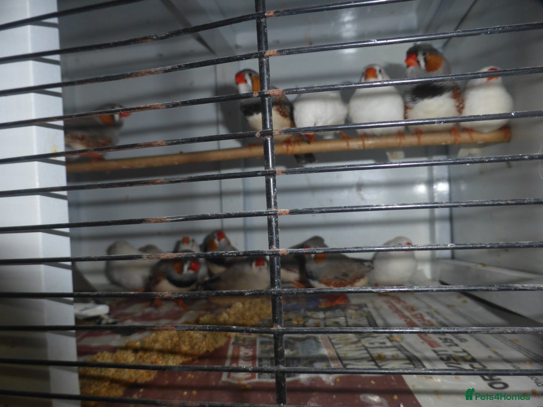Finches birds for sale: Zebra finches for sale - Advert 4