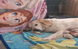 Golden Retriever dogs for sale: 🐾🐕Golden Retriever Puppies 🐶 🐕‍🦺 - Image 14