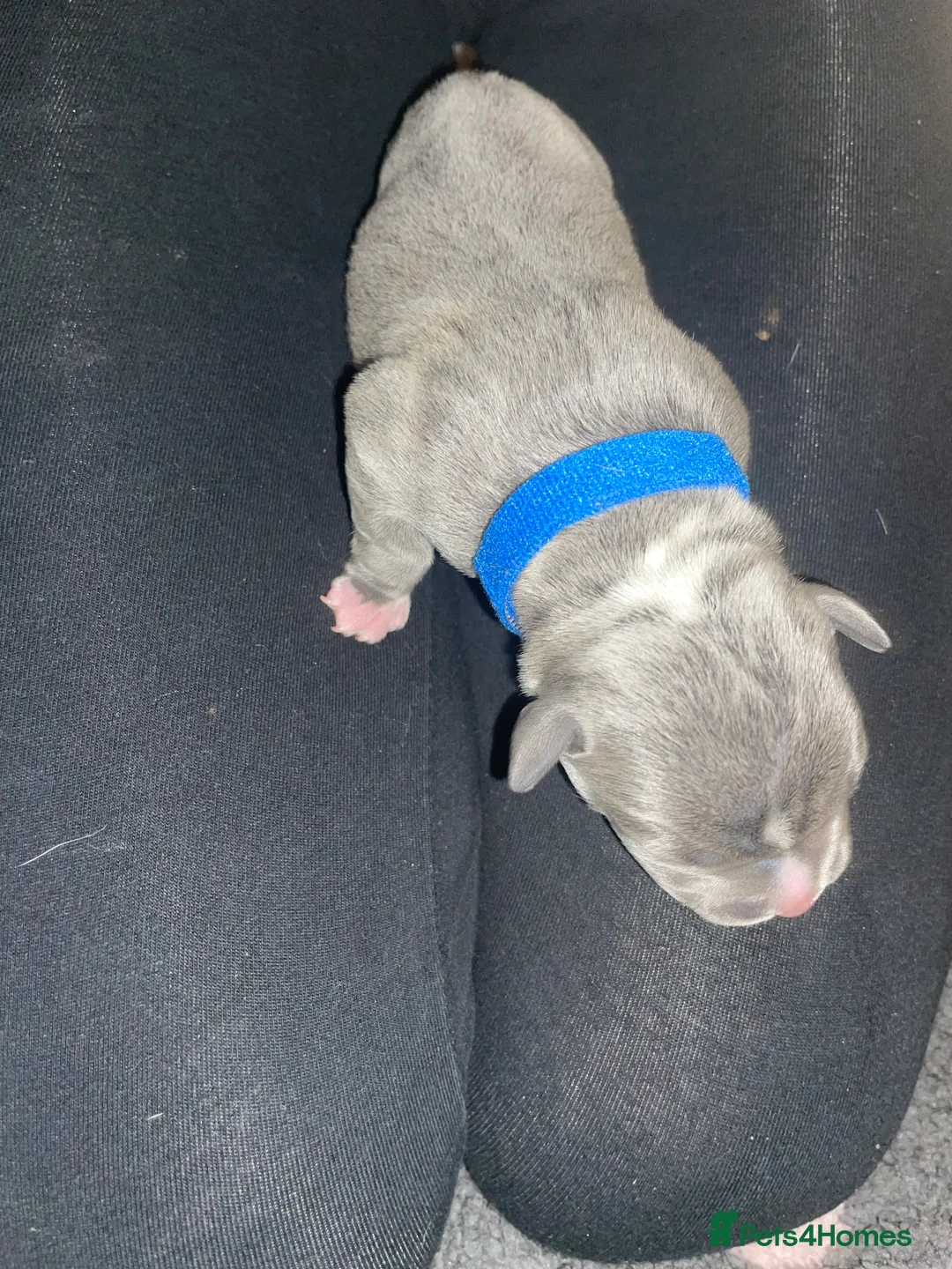 Staffordshire Bull Terrier dogs for sale: Beautiful blue & white Staffordshire bull terrier - Advert 2