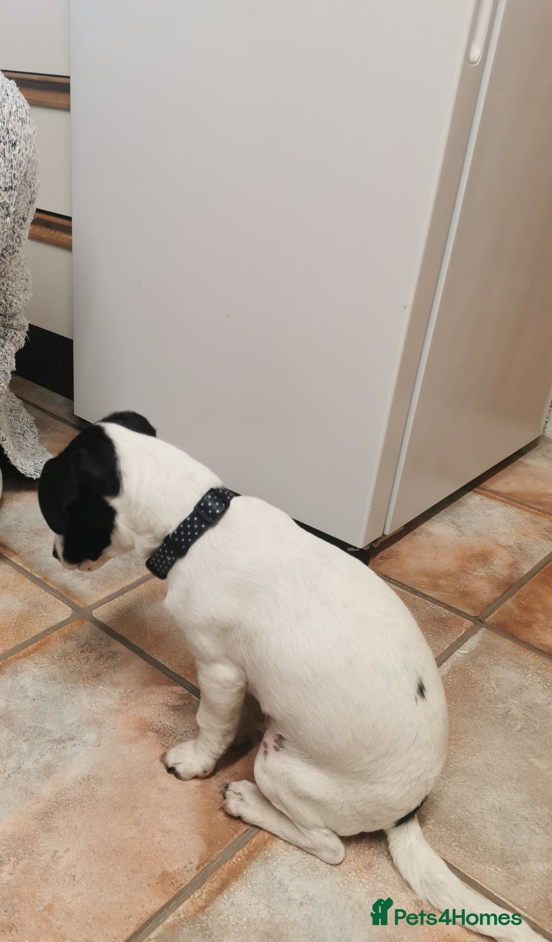 Jack Russell dogs for sale: Male jack russell - Image 7