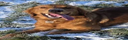 Golden Retriever dogs for stud: Genetically clear of all diseases  - Advert 6