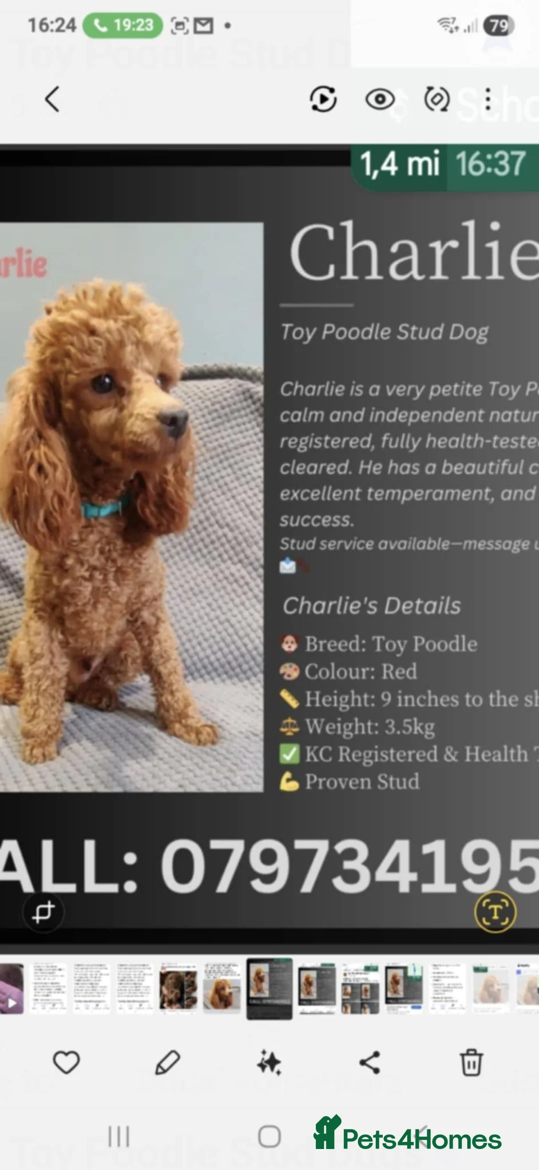 Maltipoo dogs for sale: Maltipoo F1 Toy - Advert 18