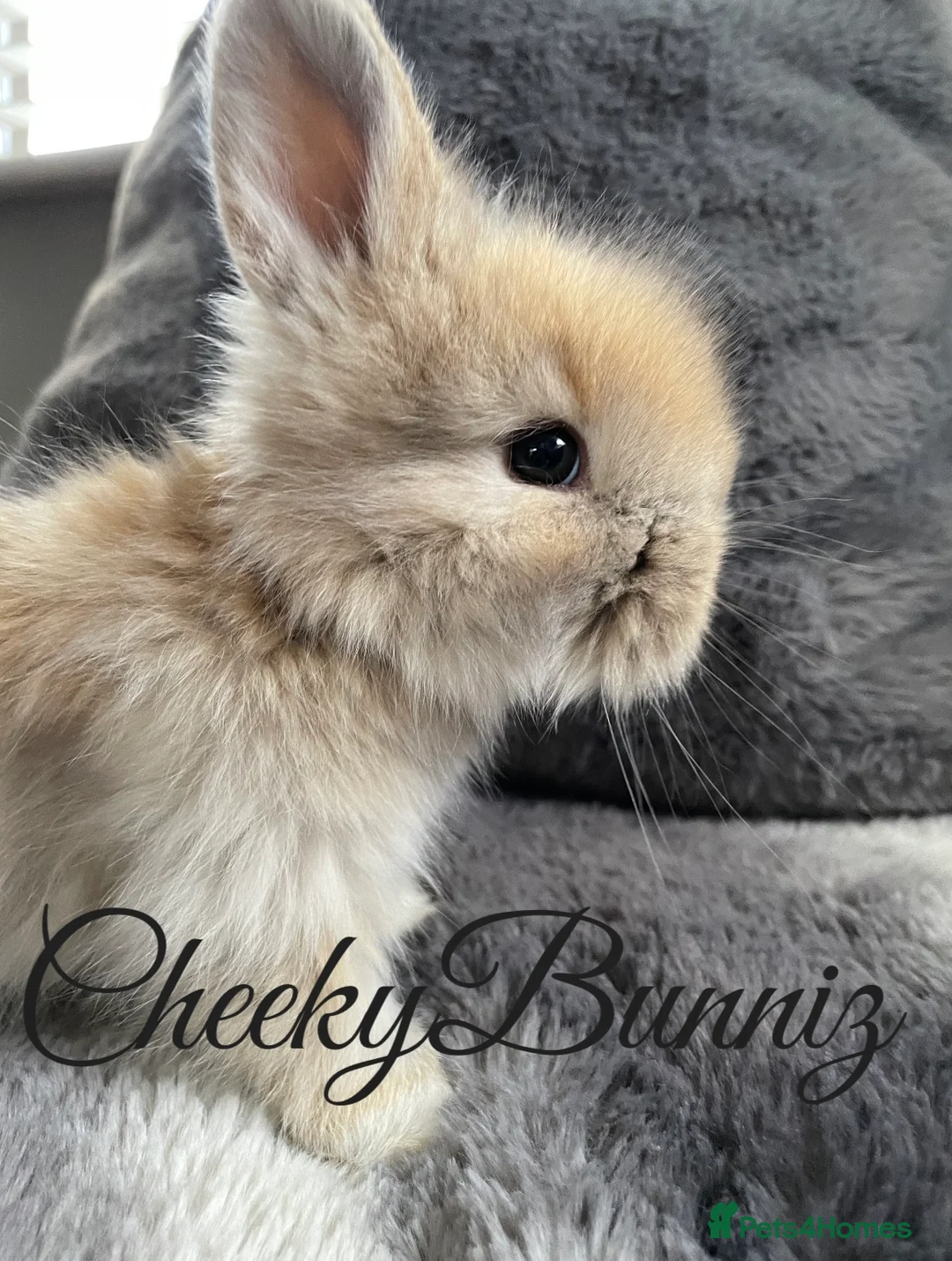 Angora rabbits for sale: English Angora 2026 Waiting List Now Open - Advert 5