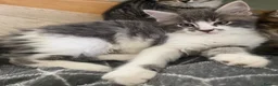 Mixed Breed cats for sale: Beautiful kittens ready now  - Advert 11