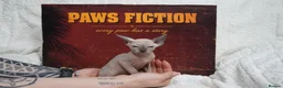 Sphynx cats for sale: Blanket Loving Canadian Sphynx in Manchester - Advert 9
