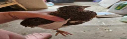 Quail poultry for sale: Coturnix quail chicks beautiful colours  - Advert 5