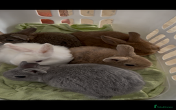 Mixed Breed rabbits for sale: Beautiful well handled baby bunnies - Image 4