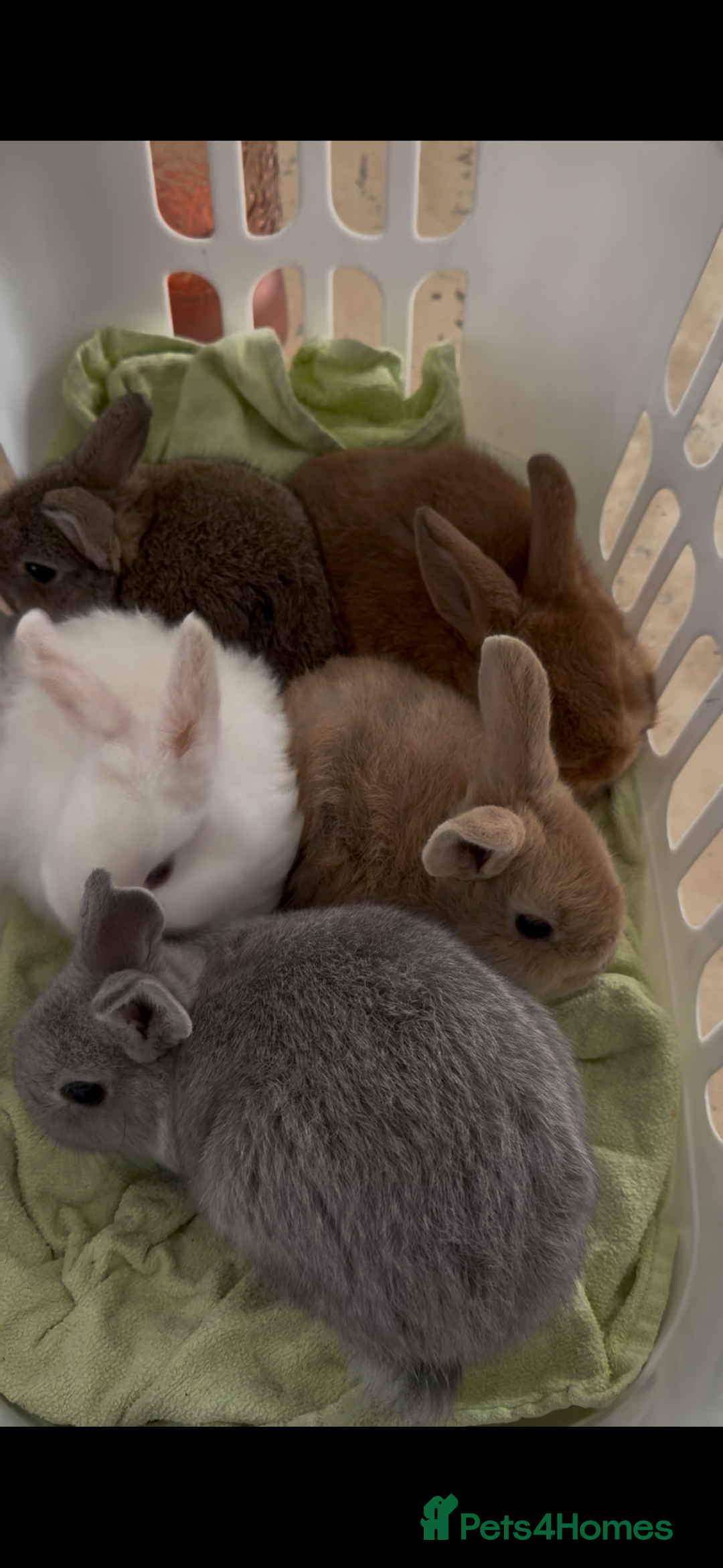 Mixed Breed rabbits for sale: Beautiful well handled baby bunnies - Image 4
