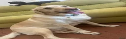 Labrador Retriever dogs for sale: Labrador Retriever - Emotional Support dog  - Advert 3
