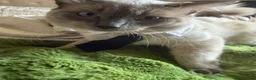 Ragdoll cats for stud: Big boy looking for a queen - Advert 6