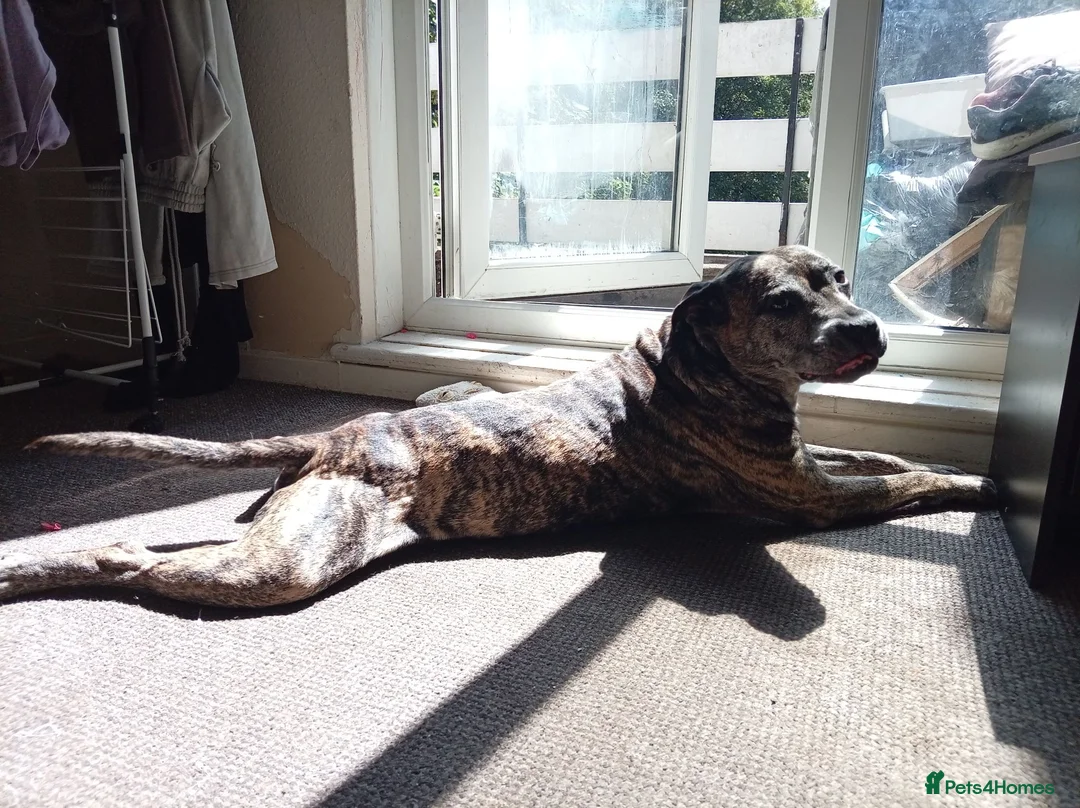 Mixed Breed dogs for sale: Amstaff x mastiff  in Bradford - Advert 2