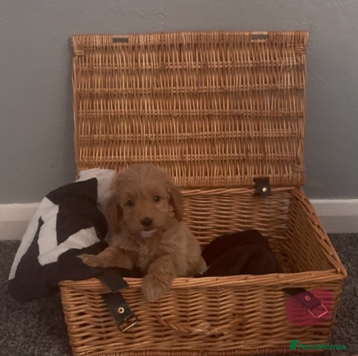 Cockapoo dogs Cockapoo - Advert 2