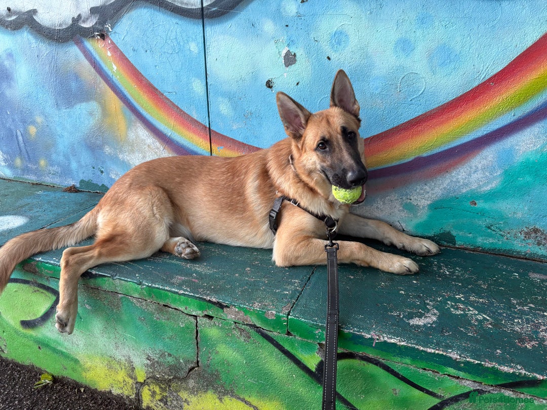 Mixed Breed dogs for sale: 9 month old boy looking for special home  - Image 5
