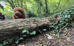 Miniature Poodle dogs for sale: Beautiful deep red  - Image 8