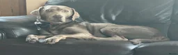 Labrador Retriever dogs for sale: Beautiful Chocolate Labrador Puppies - 09/03/2026 - Advert 38