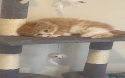 RagaMuffin cats for sale: Gorgeous long haired female  - Image 6