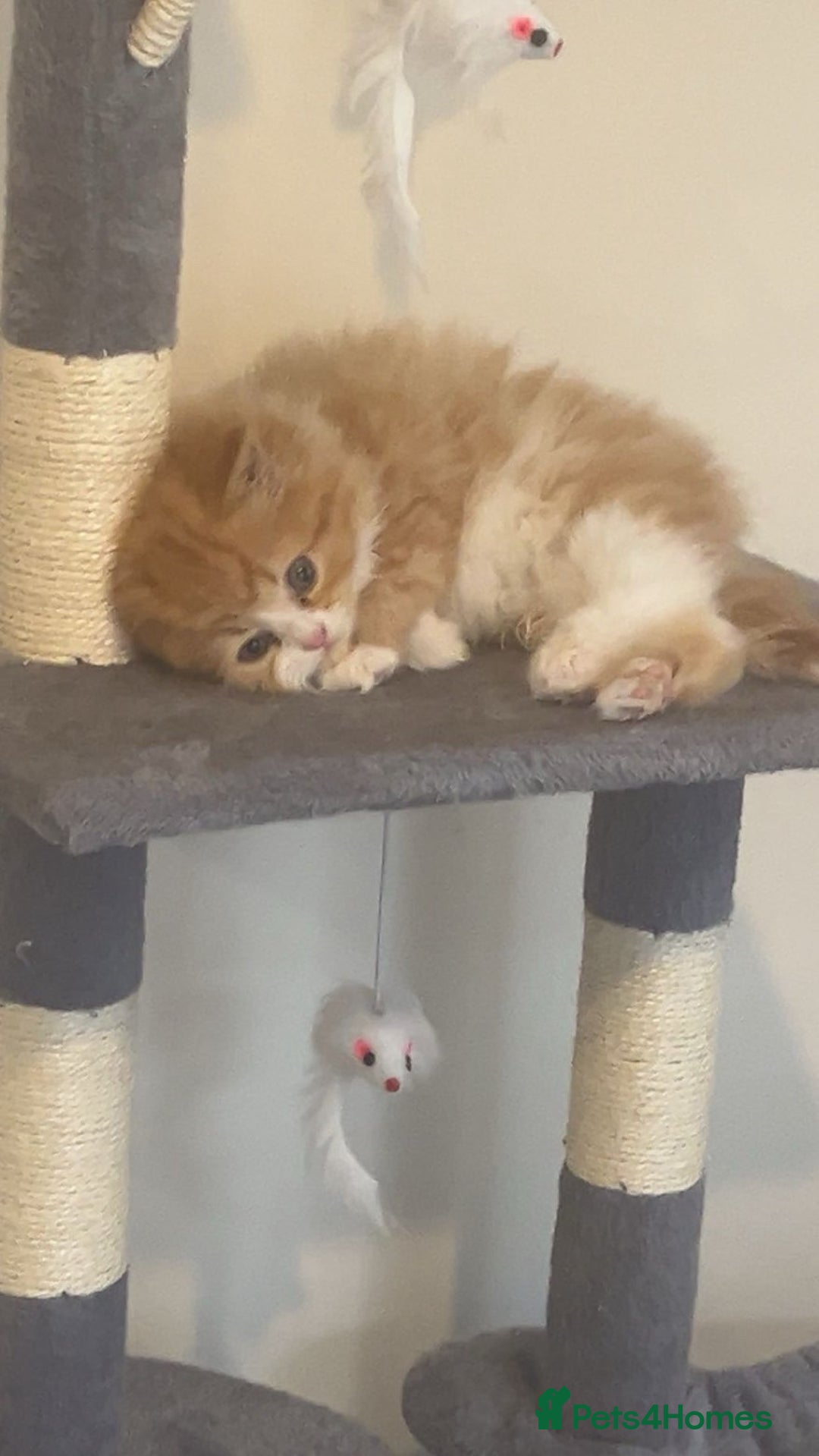 RagaMuffin cats for sale: Gorgeous long haired female  - Image 6