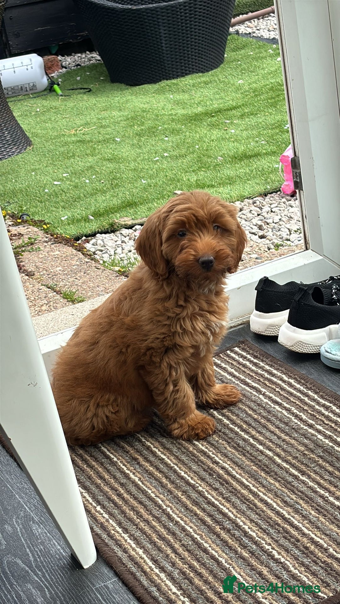 Mixed Breed dogs for sale: Cockapoo  - Advert 1