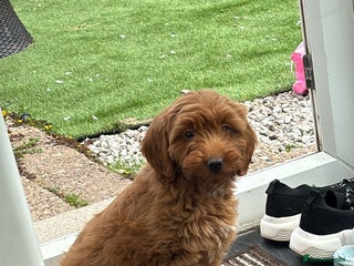 Mixed Breed dogs Cockapoo - Advert 19