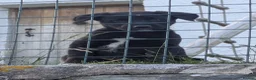 Borador dogs for sale: Boradors pups *READY NOW* - Advert 11