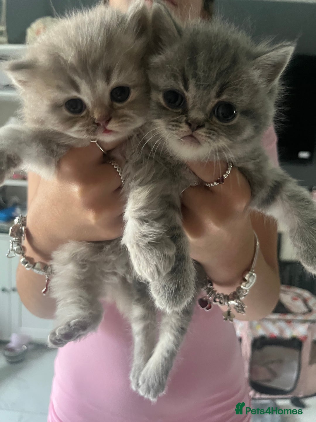 Persian cats for sale:  Persian Himalayan, blue point  - Image 4
