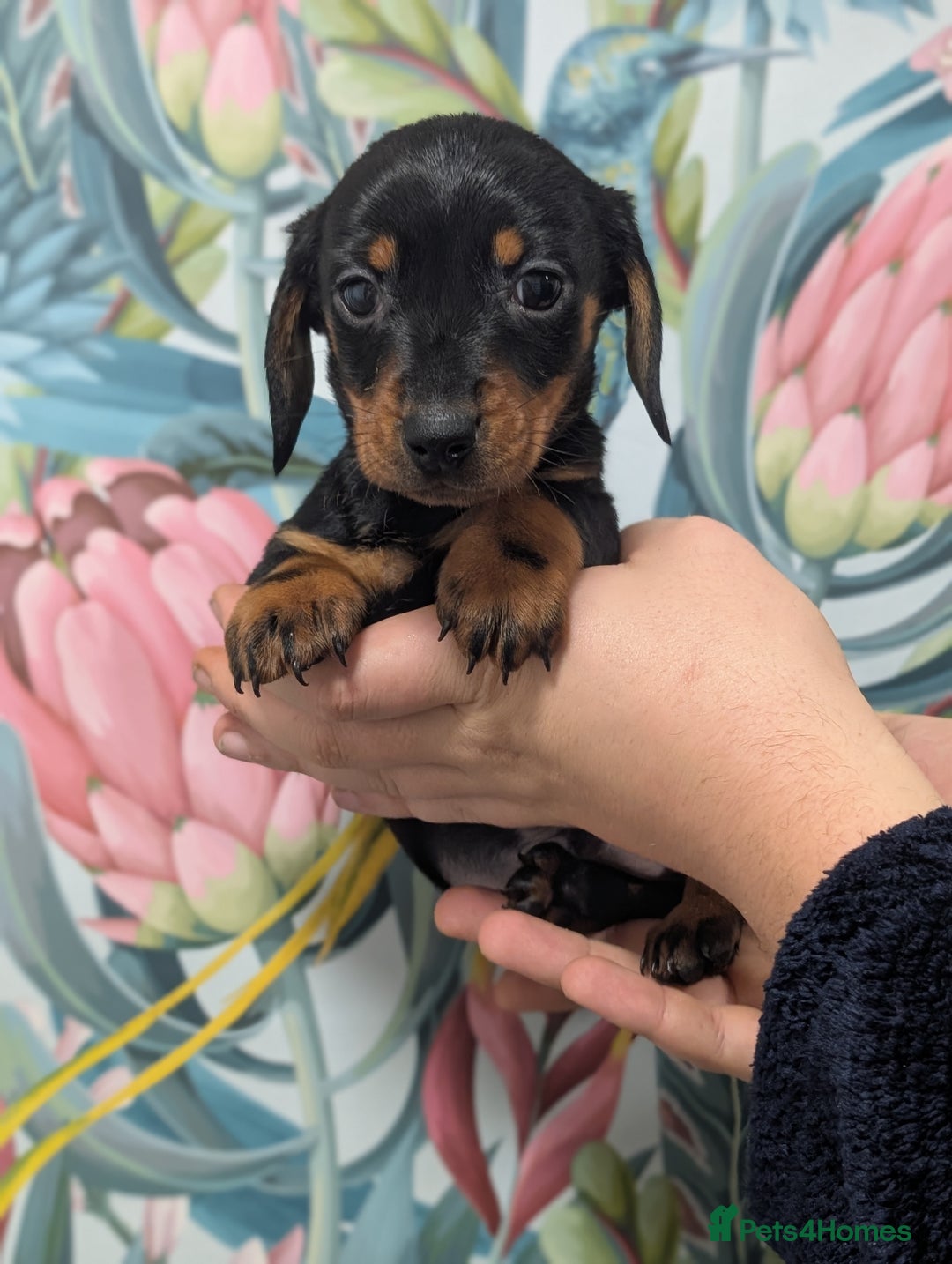 Miniature Dachshund dogs for sale: Tiny Miniature Dachshunds!! DNA CLEAR - Advert 4
