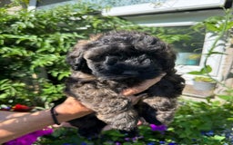 Cavapoo dogs for sale: Beautiful Toy F1b Cavapoo puppies  in Liskeard - Image 30