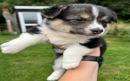 Welsh Corgi Pembroke dogs for sale: Champion bloodline KC reg. Pembrokes - Image 16