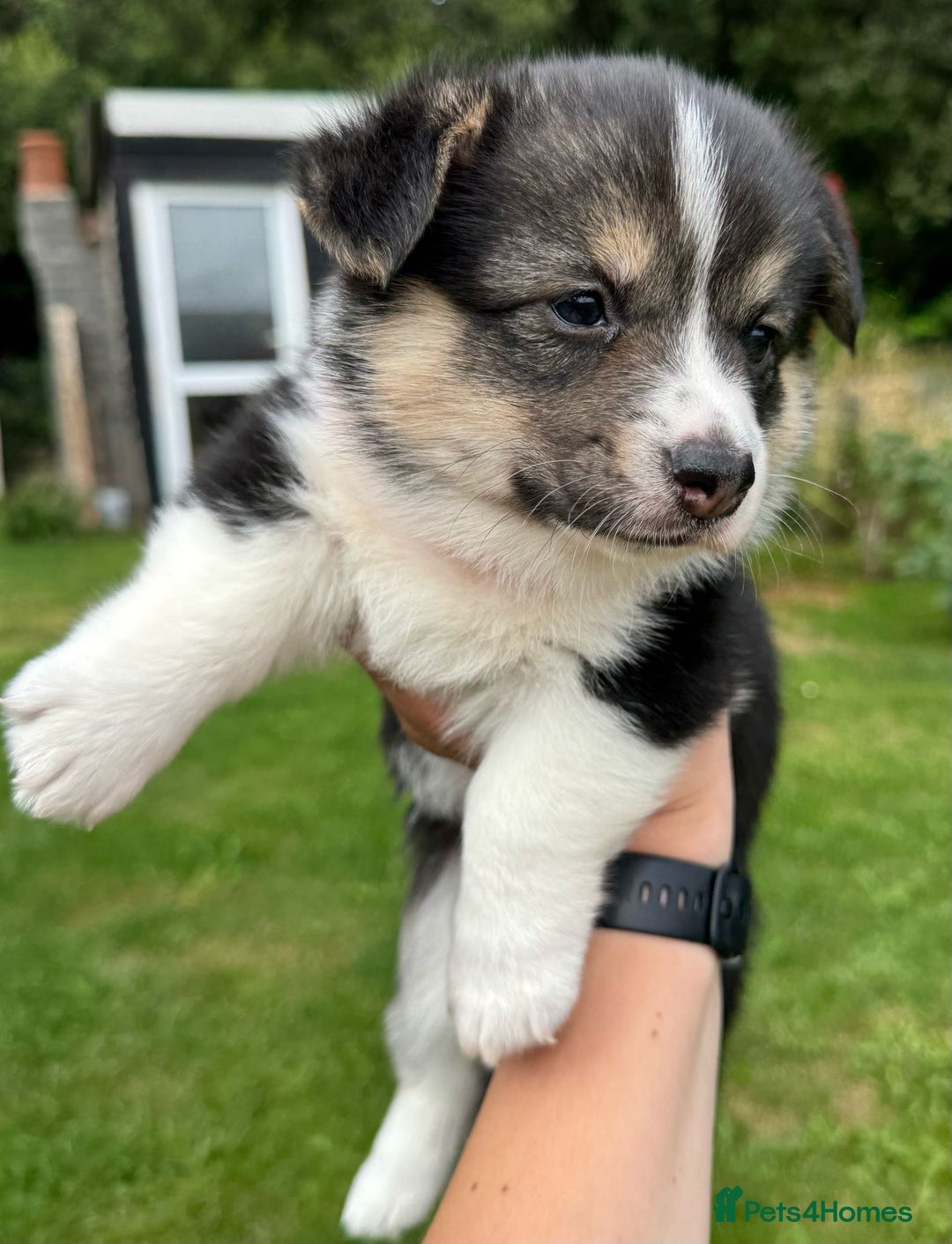 Welsh Corgi Pembroke dogs for sale: Champion bloodline KC reg. Pembrokes - Image 16