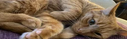 Mixed Breed cats for sale: Loving Home Wanted for Pippa - Advert 1