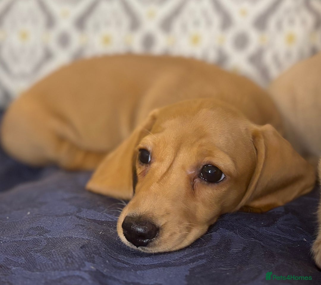 Miniature Dachshund dogs for sale: 🐶 Miniature Smooth Haired Dachshunds. KC REG. 🐶  - Image 12